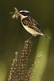 Image. Whinchat