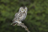 Image. Whiskered Screech Owl