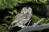 Image. Whiskered Screech Owl