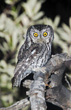 Image. Whiskered Screech Owl
