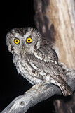 Image. Whiskered Screech Owl