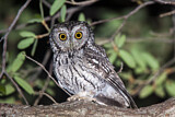 Image. Whiskered Screech Owl