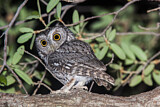 Image. Whiskered Screech Owl
