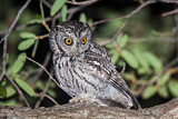 Image. Whiskered Screech Owl