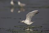 Image. Whiskered Tern