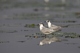 Image. Whiskered Tern