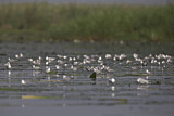 Image. Whiskered Tern