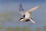 Image. Whiskered Tern