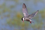 Image. Whiskered Tern