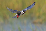 Image. Whiskered Tern