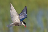 Image. Whiskered Tern