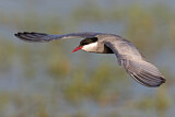 Image. Whiskered Tern