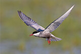 Image. Whiskered Tern