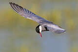 Image. Whiskered Tern