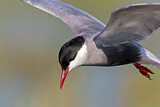 Image. Whiskered Tern