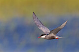 Image. Whiskered Tern