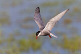Image. Whiskered Tern