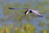Image. Whiskered Tern