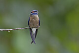 Image. Whiskered Treeswift
