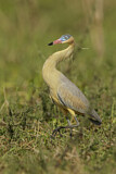 Image. Whistling Heron