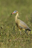 Image. Whistling Heron