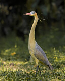 Image. Whistling Heron