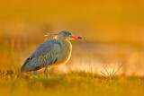 Image. Whistling Heron
