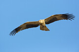 Image. Whistling Kite