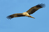 Image. Whistling Kite