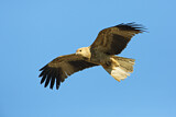 Image. Whistling Kite