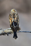 Image. Whistling Kite
