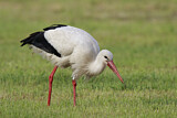Image. White Stork