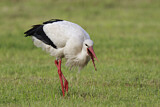 Image. White Stork