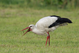 Image. White Stork