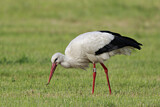 Image. White Stork