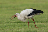 Image. White Stork