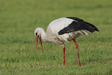 Image. White Stork