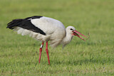 Image. White Stork