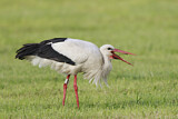 Image. White Stork