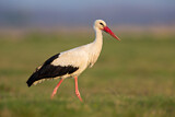 Image. White Stork