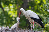 Image. White Stork