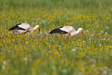 Image. White Stork