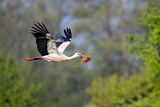 Image. White Stork