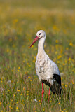 Image. White Stork