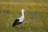 Image. White Stork
