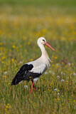 Image. White Stork