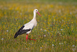 Image. White Stork