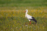 Image. White Stork