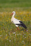 Image. White Stork