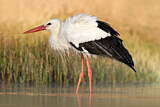 Image. White Stork